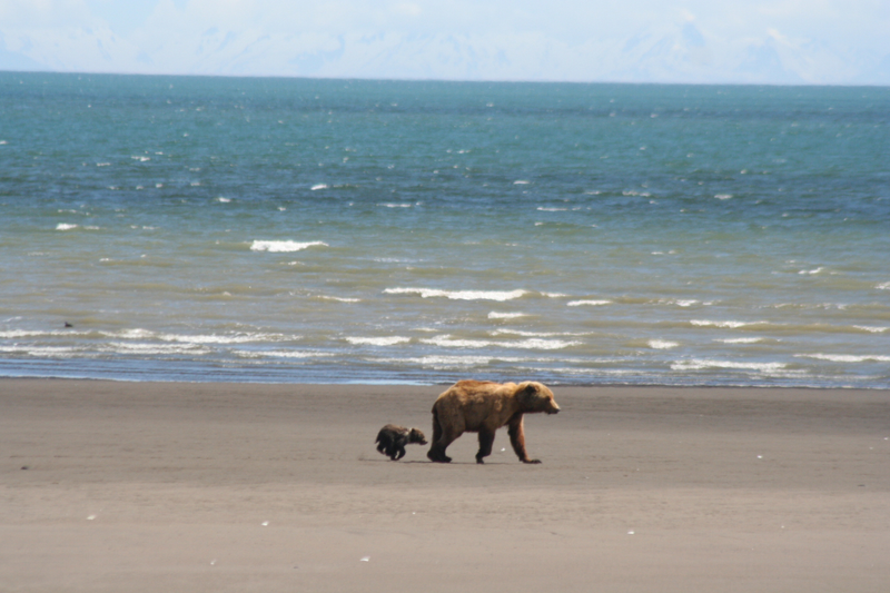 Illustration for article titled Bears Enjoy Long Walks on the Beach, Munching on Clams